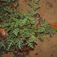 Citrullus colocynthis (L.) Schrad.